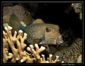Poisson coffre by André Bruchez 